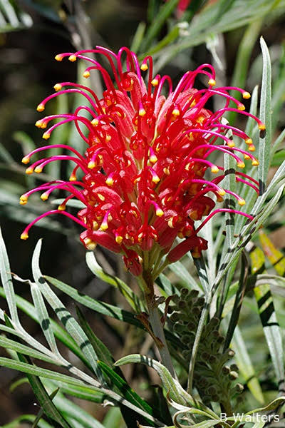 Grevillea banksii (Banks’ Grevillea)