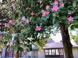 Lagunaria Patersonia (Norfolk Island Hibiscus)
