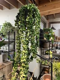 Hoya Carnosa 'Compacta' (Indian Rope Plant)