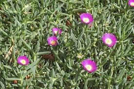 Carpobrotus Glaucescens (Pigface Pink)