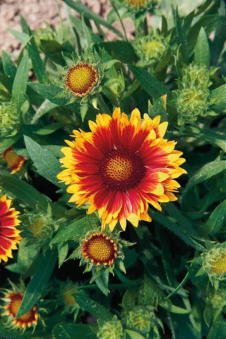 Gaillardia Aristata 'Arizona Sun' (Arizona Sun Blanket Flower)