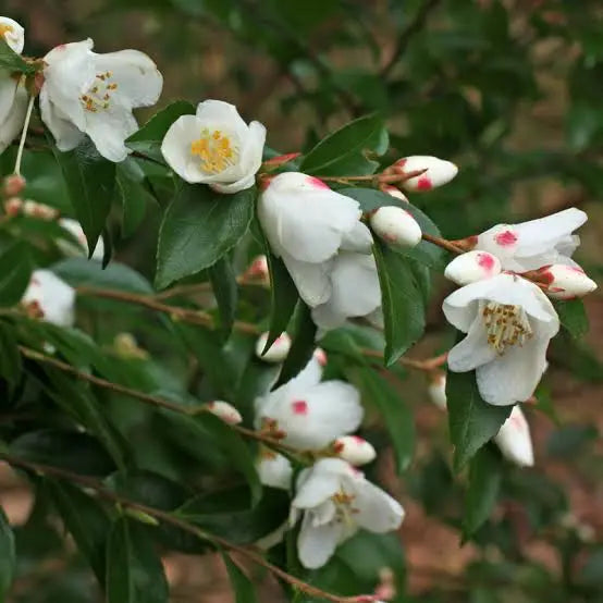 Camellia Transnokoensis (Taiwan Camellia)