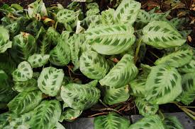 Maranta Leuconeura var. Kerchoveana (Green Prayer Plant)