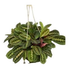 Maranta Leuconeura var. Kerchoveana (Green Prayer Plant Hanging Basket)
