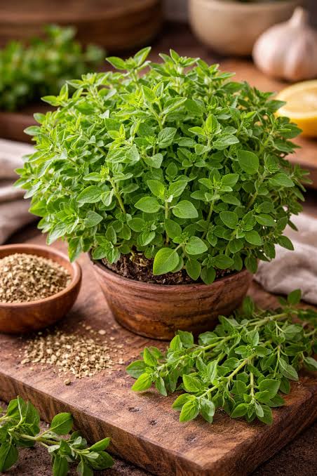 Origanum vulgare (Oregano)