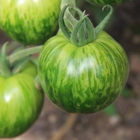 Solanum Lycopersicum 'Green Zebra' (Green Zebra Tomato)