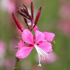 Oenothera Lindheimeri 'Pink' (Pink Gaura)