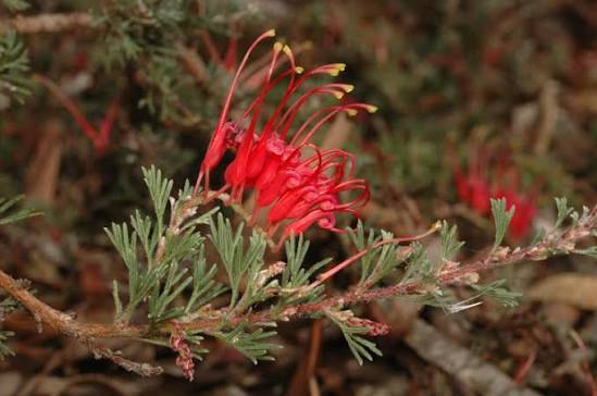 Grevillea humifusa (Spreading Grevillea)