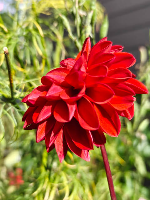 Dahlia 'Imagine Mini Red' (Imagine Mini Red Dahlia)