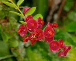 Aeschynanthus 'Tricolour' (Tricolour Lipstick Plant)