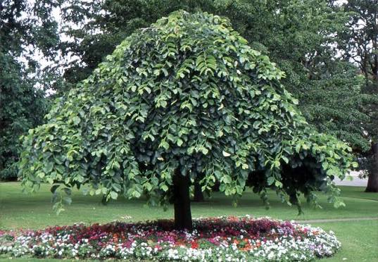 Ulmus glabra 'Camperdownii' (Camperdown Elm)