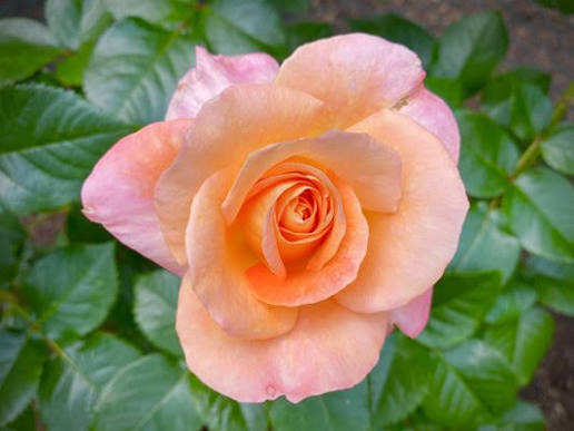 Rosa 'Daybreaker' (Daybreaker Rose)