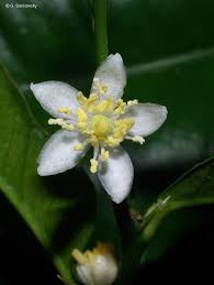 Citrus Inodora (Australian Lime)