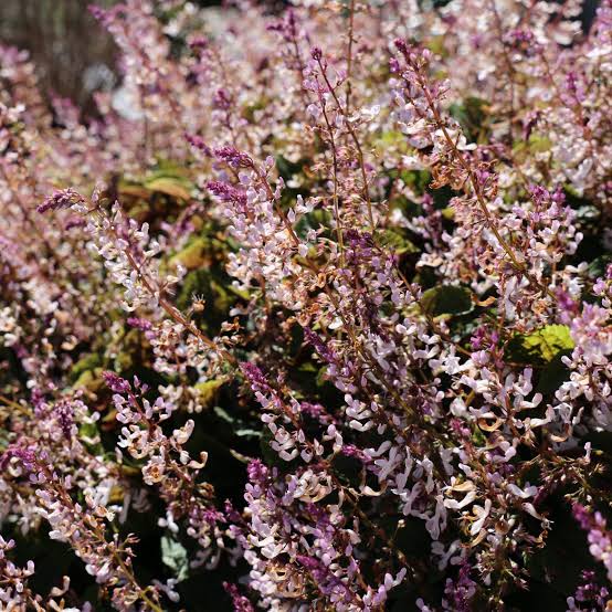 Plectranthus Ciliatus (Flora Mound™)