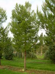 Pinus Halepensis (Aleppo Pine)