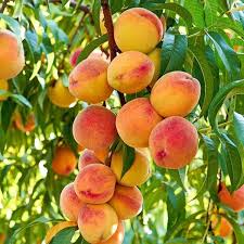 Prunus Persica ‘Tropic Beauty’ (Tropic Beauty Peach)