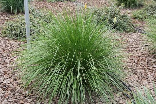 Lomandra ‘Lime Tuff’ (Dwarf Mat Rush – Tissue Culture)