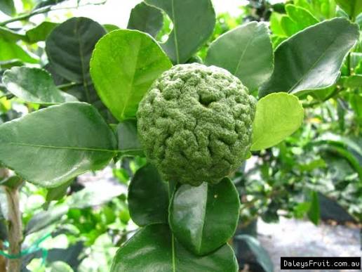 Citrus hystrix (Dwarf Kaffir Lime)