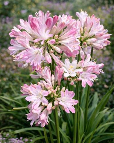 Agapanthus Hybrid 'Blush Pink' (Pink African Lily)