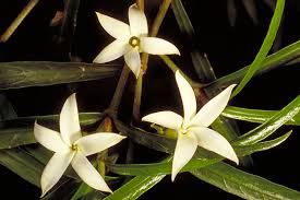 Randia chartacea (Atractocarpus chartaceus) (Paper Gardenia)