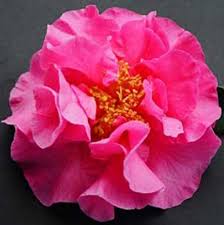 Camellia japonica ‘Spanish Dancer’
