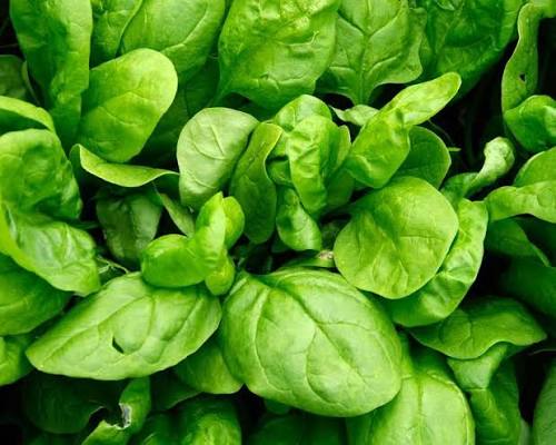 Spinacia Oleracea (English Spinach)
