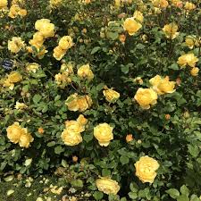 Rosa 'The Poet's Wife' (The Poet's Wife Rose)