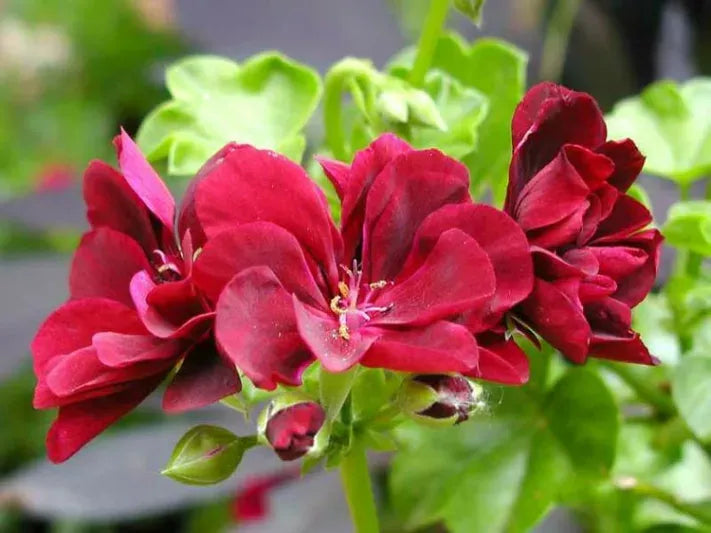 Pelargonium peltatum (Ivy Geranium)