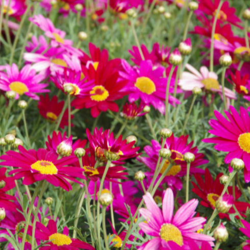 Argyranthemum frutescens (Argyranthemum Superior Purple PBR)