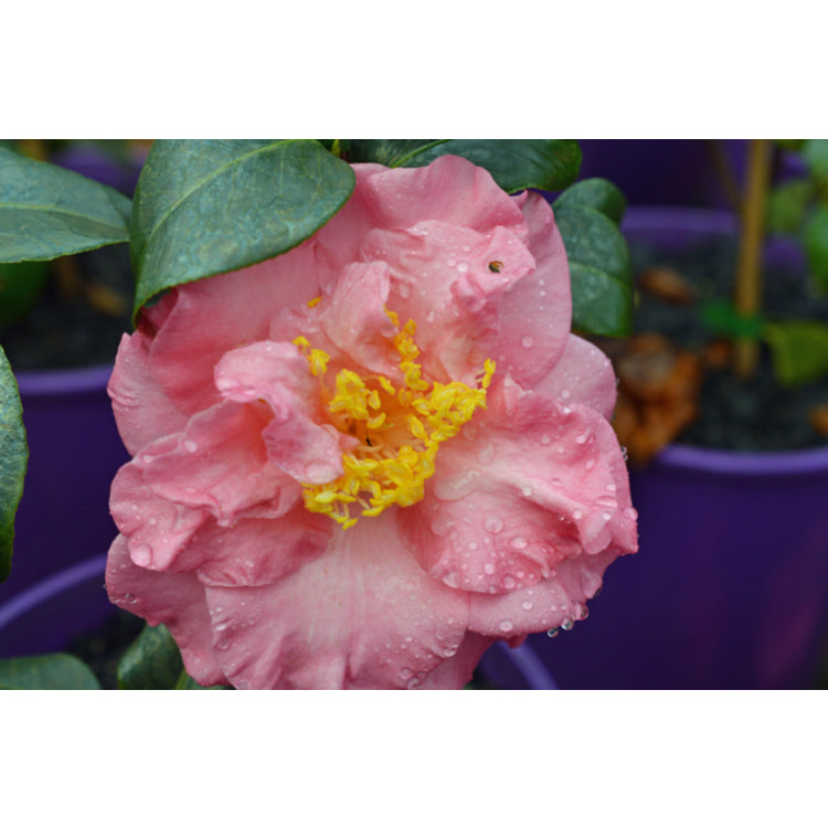 Camellia japonica ‘Laurie Bray’