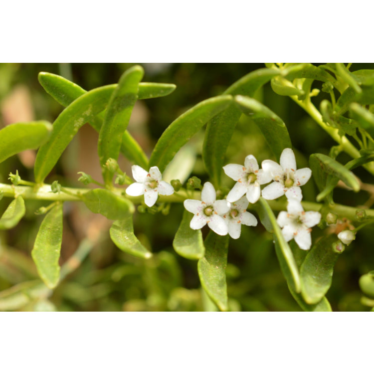 Myoporum parvifolium ‘Broad Leaf White’ (Creeping Boobialla)