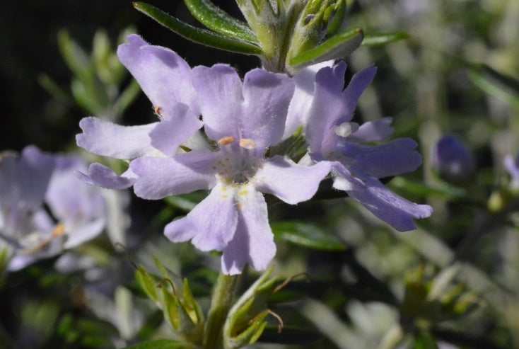 Westringea 'Jervis Gem'