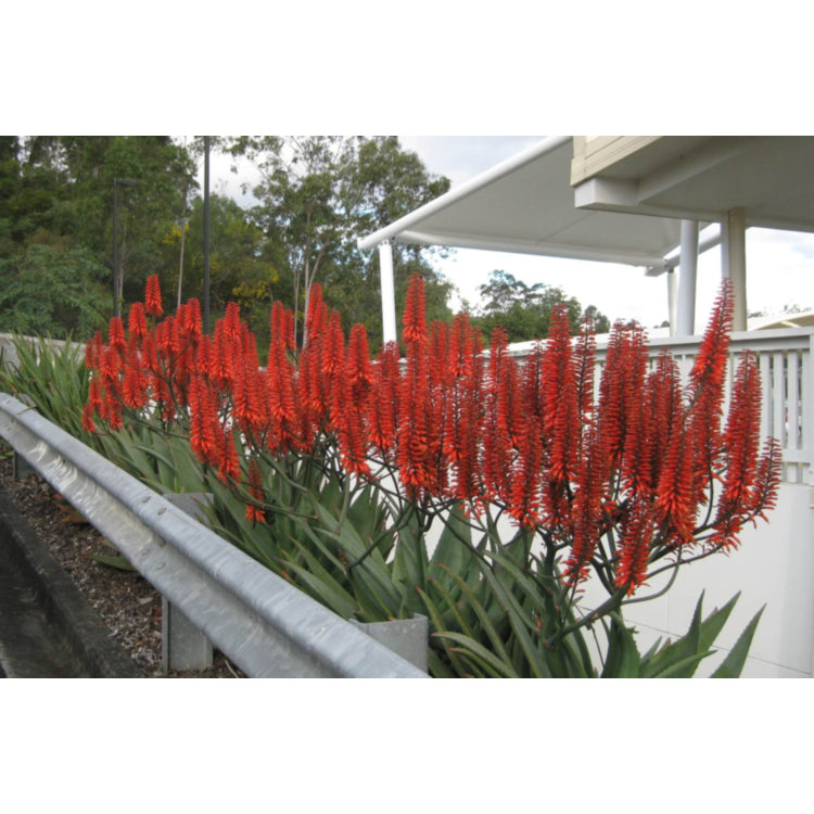 Aloe hybrid (LEO 0002) Big Red™ (Big Red Aloe)