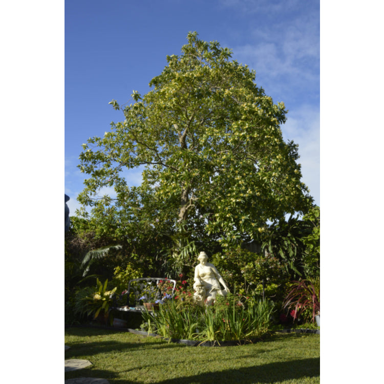 Hymenosporum Flavum (Native Frangipani)