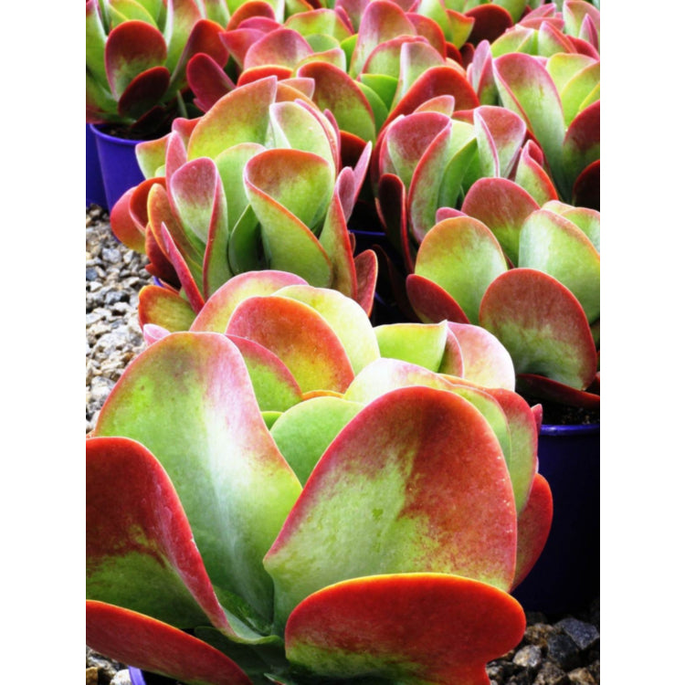 Kalanchoe thyrsiflora ‘Bronze Sculpture’ (Flapjacks)