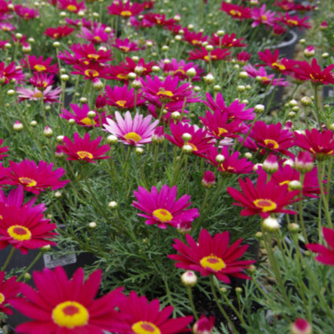 Argyranthemum frutescens (Argyranthemum Superior Purple PBR)