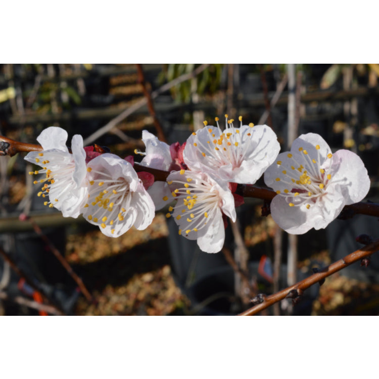 DWARF | Prunus Armeniaca (Apricot Fireball)