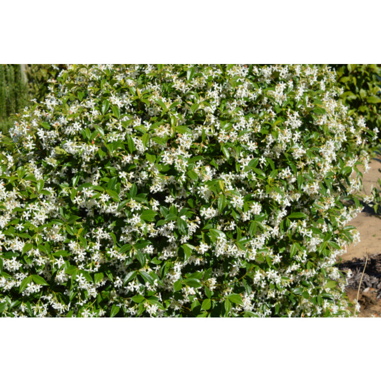 Trachelospermum jasminoides (Chinese Star Jasmine)