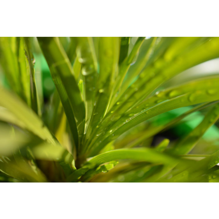 Lomandra longifolia x confertifolia (Lime Tuff)