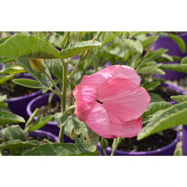 Hibiscus ‘Aussie Pink’