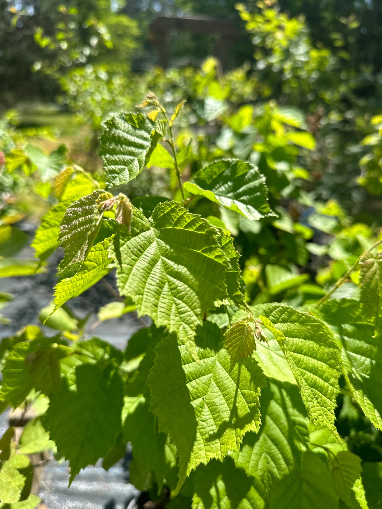 Corylus Americana (Hazelnut American White)