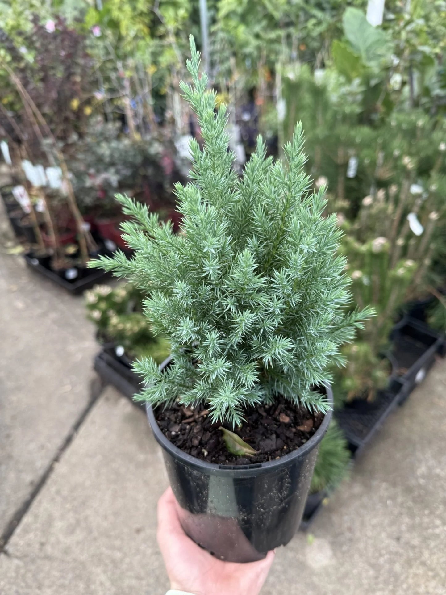 Juniperus chinensis Pyramidalis (Pyramidalis Juniper)