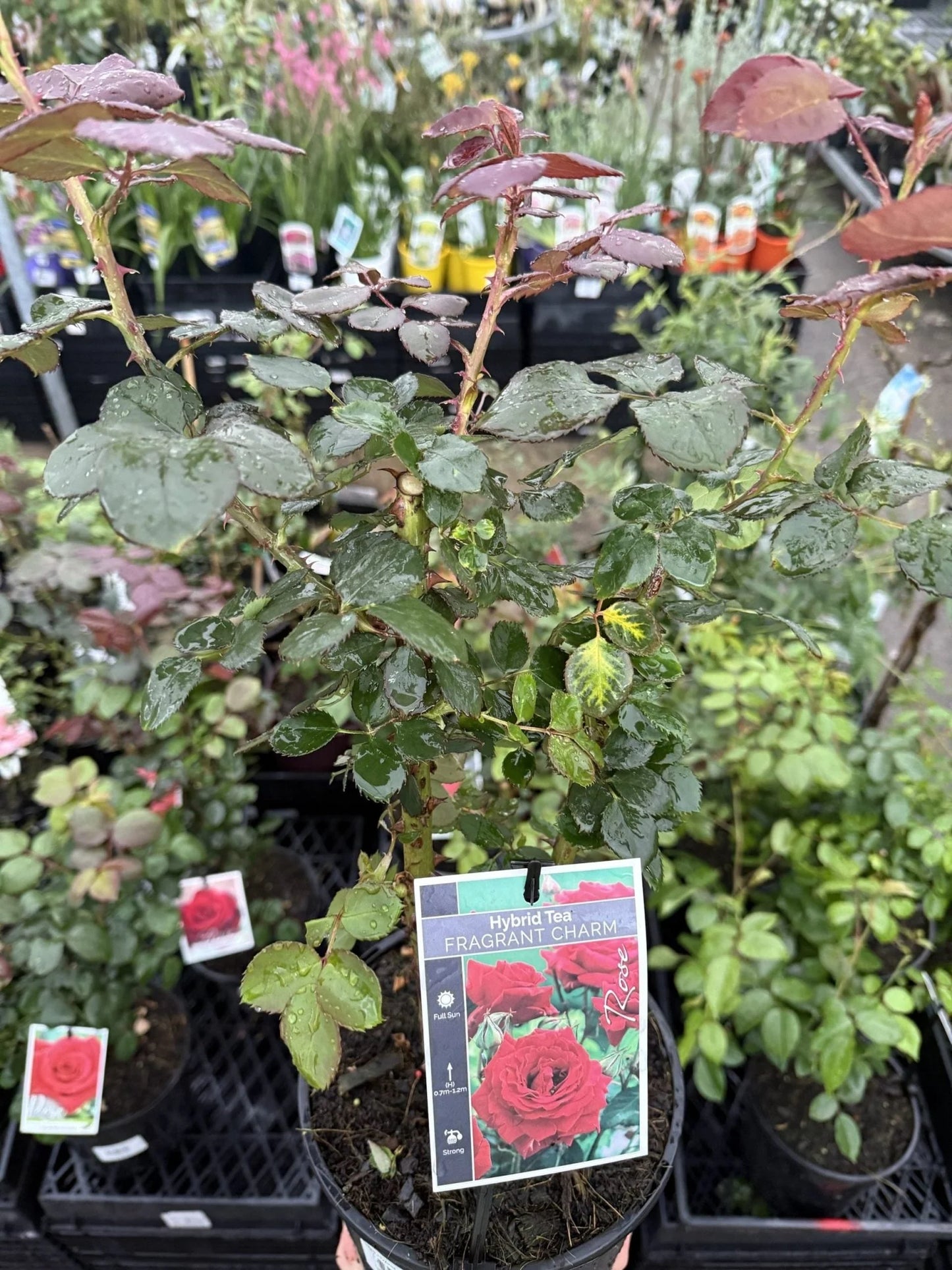 Rosa ‘Fragrant Charm’ (Fragrant Charm Hybrid Tea Rose)
