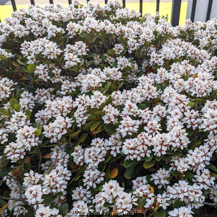 Rhaphiolepis indica ‘Maximus’ (Indian Hawthorn)