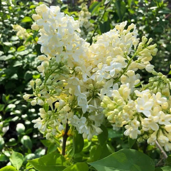 Syringa vulgaris ‘Cora Brandt’ (Lilac)