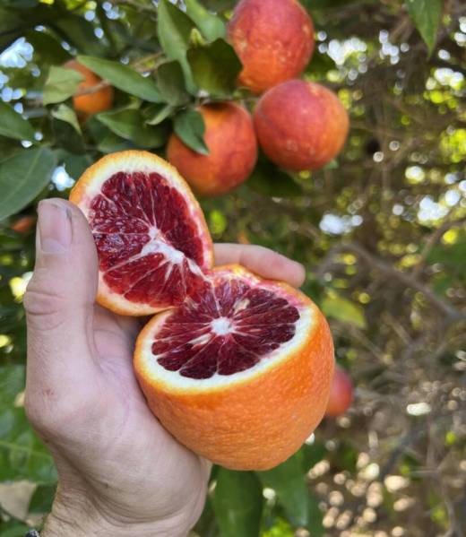 Citrus sinensis ‘Ippolito’ (Blood Orange Ippolito)