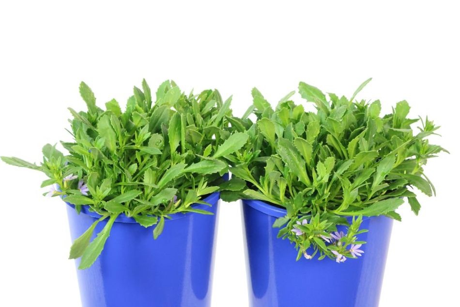 Scaevola aemula (Bondi Blue)
