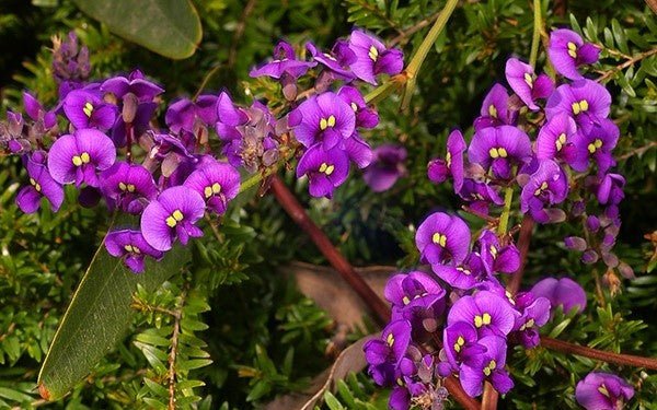 Hardenbergia Violacea (Purple Coral Pea)
