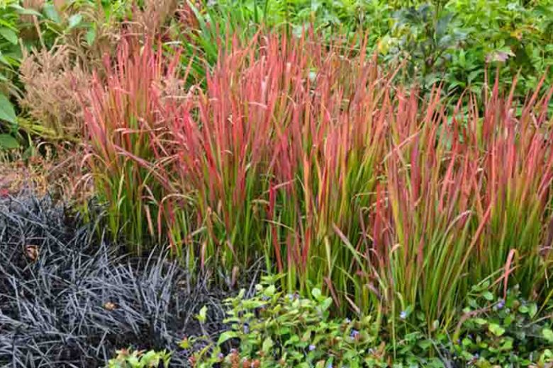 Imperata Cylindrica Rubra (Japanese Blood Grass)