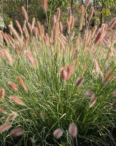 Pennisetum alopecuroides (PA300) NAFRAY®